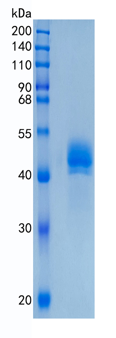 GX00002 Cynomolgus DC SIGN