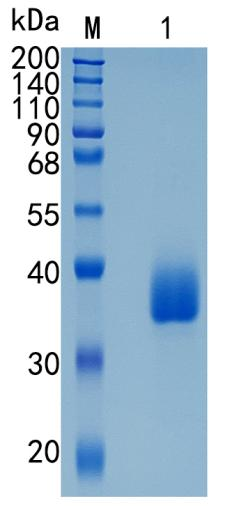 GX00003 Human LILRA5