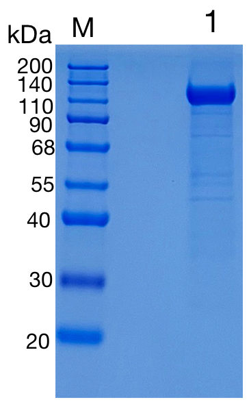 GX00007 Human Siglec-11