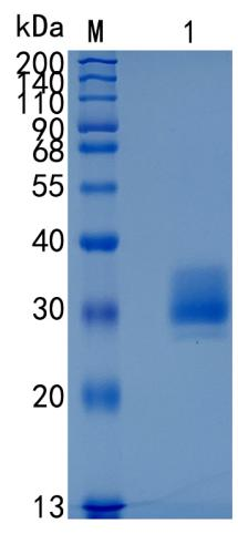 GX00010 Mouse IL-20 R beta