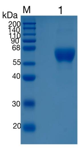 GX00011 Mouse MAdCAM-1