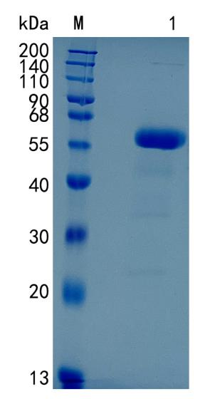 GX00014 Human Frizzled-9