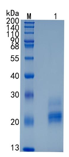 GX00016 Human BMPR1B