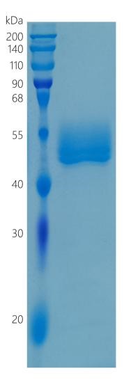 GX00017 Human SIRP beta 1