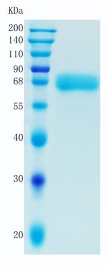 GX00018 Human GDNFR-alpha-2