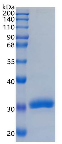 GX00019 Human BTN3A3