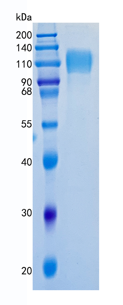 GX00028 Human Siglec-5