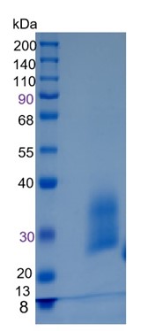 GX00036 Human HAI-2A