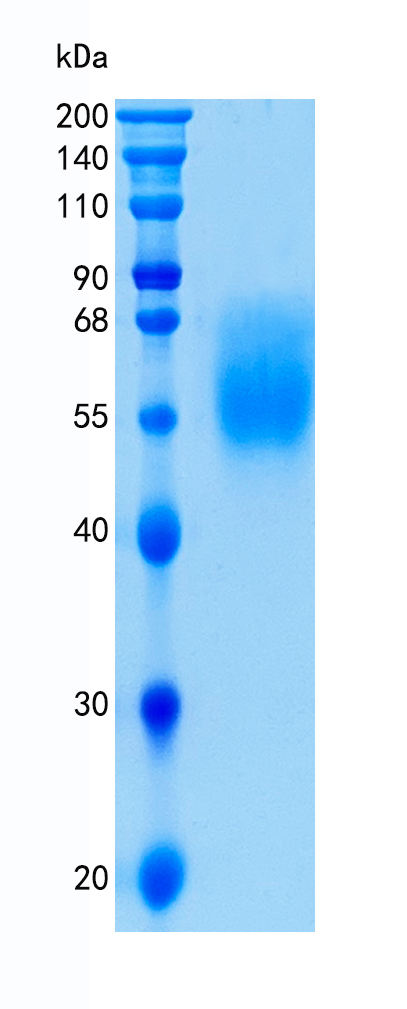 GX00038 Human SIGLEC6
