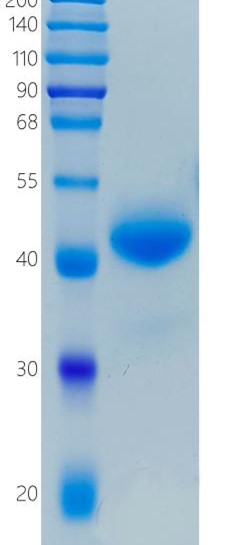 GX00039 Human ANGPTL7