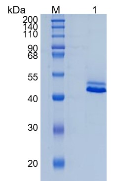 GX00040 Human CD5L GX00040 Human CD5L