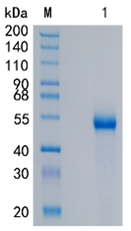 GX00044 Human GFR alpha3