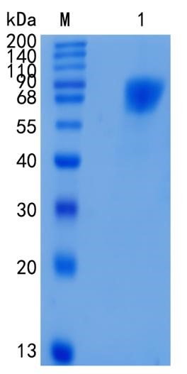 GX00047 Human LILRA1