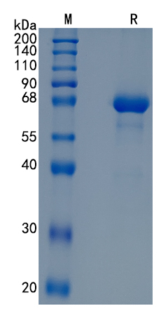 GX00048 Human LILRB5