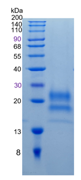 GX00055 Human Cystatin F