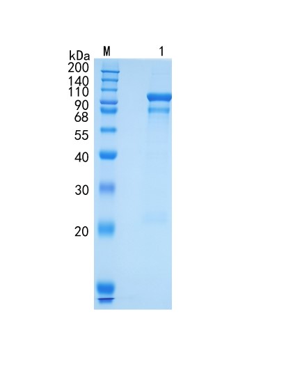 GX00056 Mouse Semaphorin 3F