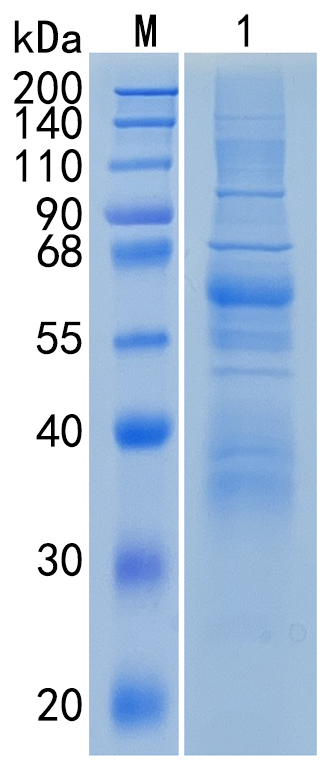 GX00064 Human Angiopoietin-like 1