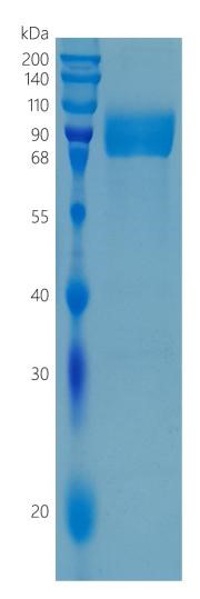 GX00078 Human IL-18R1