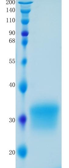 GX00080 Mouse IFN-beta