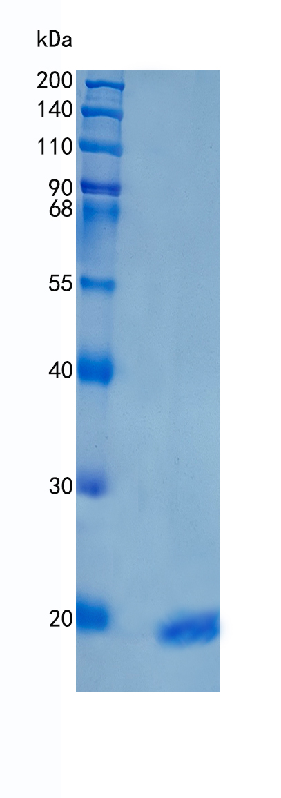 GX00082 Human IL-1F1