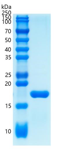 GX00083 Human IL-1 beta
