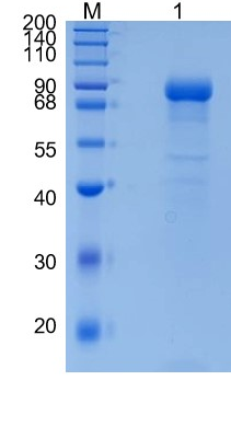 GX00094 Human Plasma Kallikrein