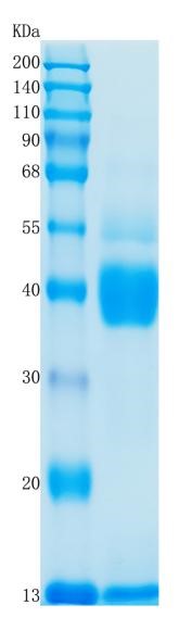 GX00098 Mouse TGF-beta 1