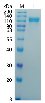 GX00105 Human Amyloid Precursor