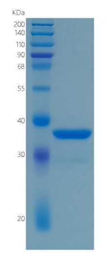 GX00106 Human Liver Arginase