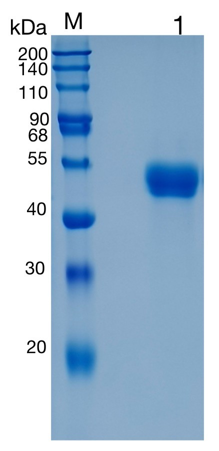 GX00109 Human Serpin A5