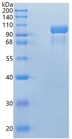 GX00116 Human Complement C2 GX00116 Human Complement C2