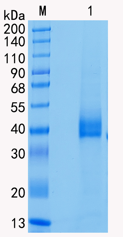 GX00120 Human Tissue kallikrein