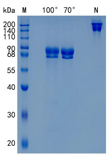 GX00129 Human p75 NGF