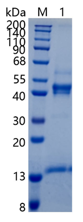 GX00133 Human Activin A
