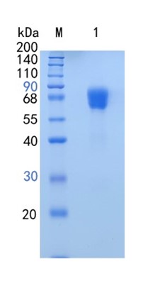 GX00137 Human Serpin F2