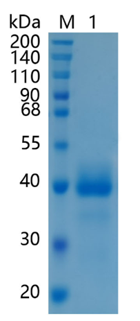 GX00156 Mouse Cathepsin B