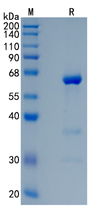 GX00157 Human Protective