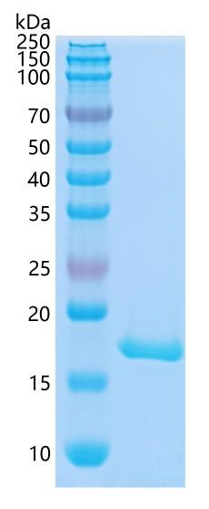 GX00160 Mouse IL-1 beta