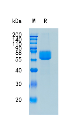 GX00165 Human PSG1 GX00165 Human PSG1