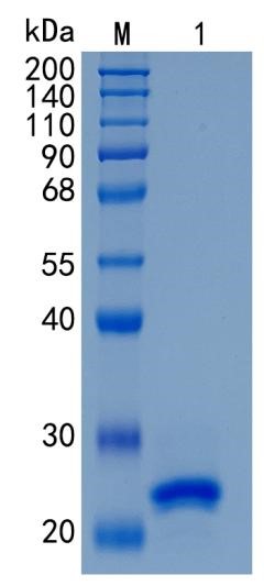 GX00166 Mouse Lipocalin-2 NGAL