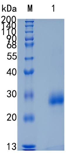 GX00168 Mouse TIMP1 GX00168 Mouse TIMP1