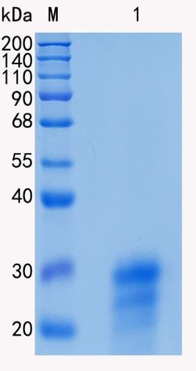 GX00173 Human Cripto1