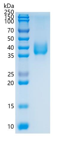 GX00179 Human Tissue Factor