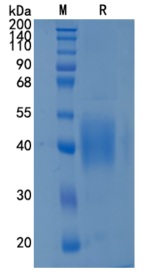 GX00190 Human IFNGR1