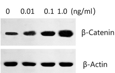 GX00196 Human MUC1 At