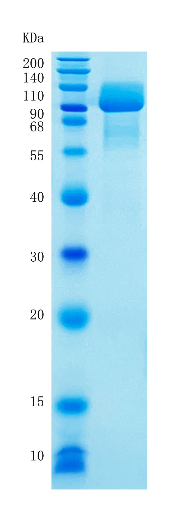 GX00198 Human PDGFR2