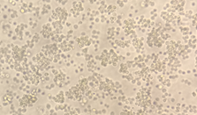 GX00200 Human CD31 At