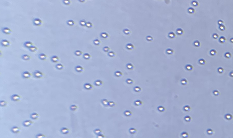 GX00201 Human EpCAM At