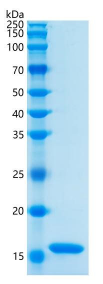 GX00203 Rat TNF-alpha