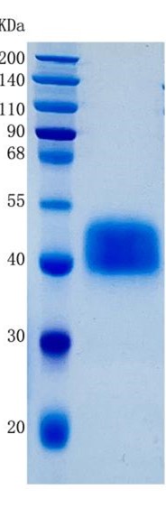 GX00209 Human IGFBP3